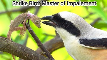 The Shrike Chronicles: Nature