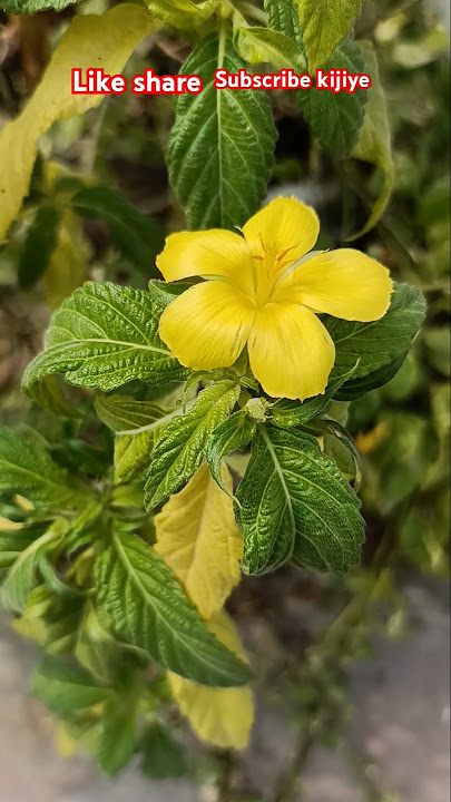 🥰@punamkumari3992#music #flowers #like share subscribe kijiye aap sabhi