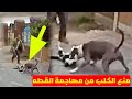 طرق منع الكلب من الهجوم على القطط في الشارع طرق منع الكلب من الهجوم على القطط في الشارع