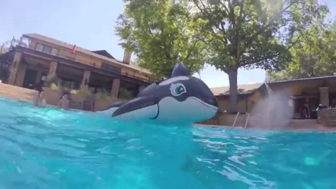 St. Gregory's Swim Team Pool Party YouTube