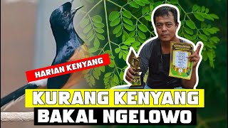 MURAI NGELOWO ? COBA SIMAK INI SETTING MURAI BATU KEYANG MURAI HARIAN KENYANG By HoBi ID