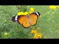 Mariposa Caprichosa. (Poeta del olvido)