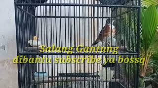 Download Lagu Anis Cendana gacor terus siang malam MP3