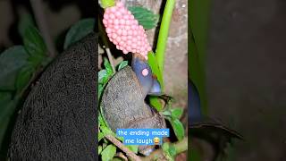 Let's watch mother snails lay eggs on tree branches 🥰😂 | Tropical Forest Bees