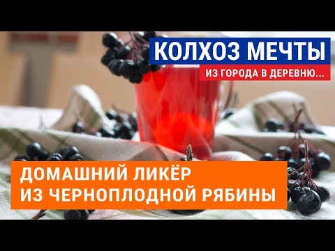 Ликер с черноплодки в домашних условиях простой рецепт