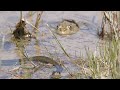 Hungry grass snakes search for frogs / Hungrige Ringelnattern suchen nach Fröschen
