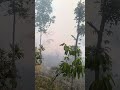 वन जंगल मा आगो लाग्दै #youtubeshorts #forests