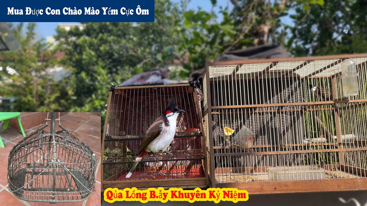 Mua Thêm Chim Chào Mào Về Nuôi Và Chiếc Lồng B.ẫy Có Quá Nhiều Kỷ Niệm // Chiến Ơi