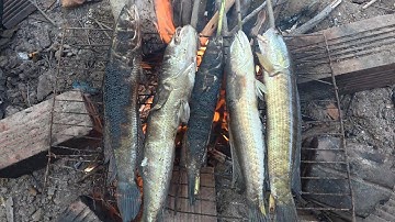 Bữa Cơm Cá Lóc Nướng Chui Ăn Dân Dã Đồng Quê