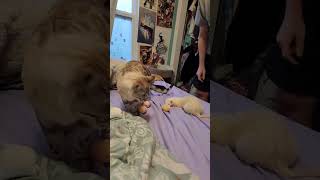 Nugget Just Wants The Cats Attention (Nugmilla)