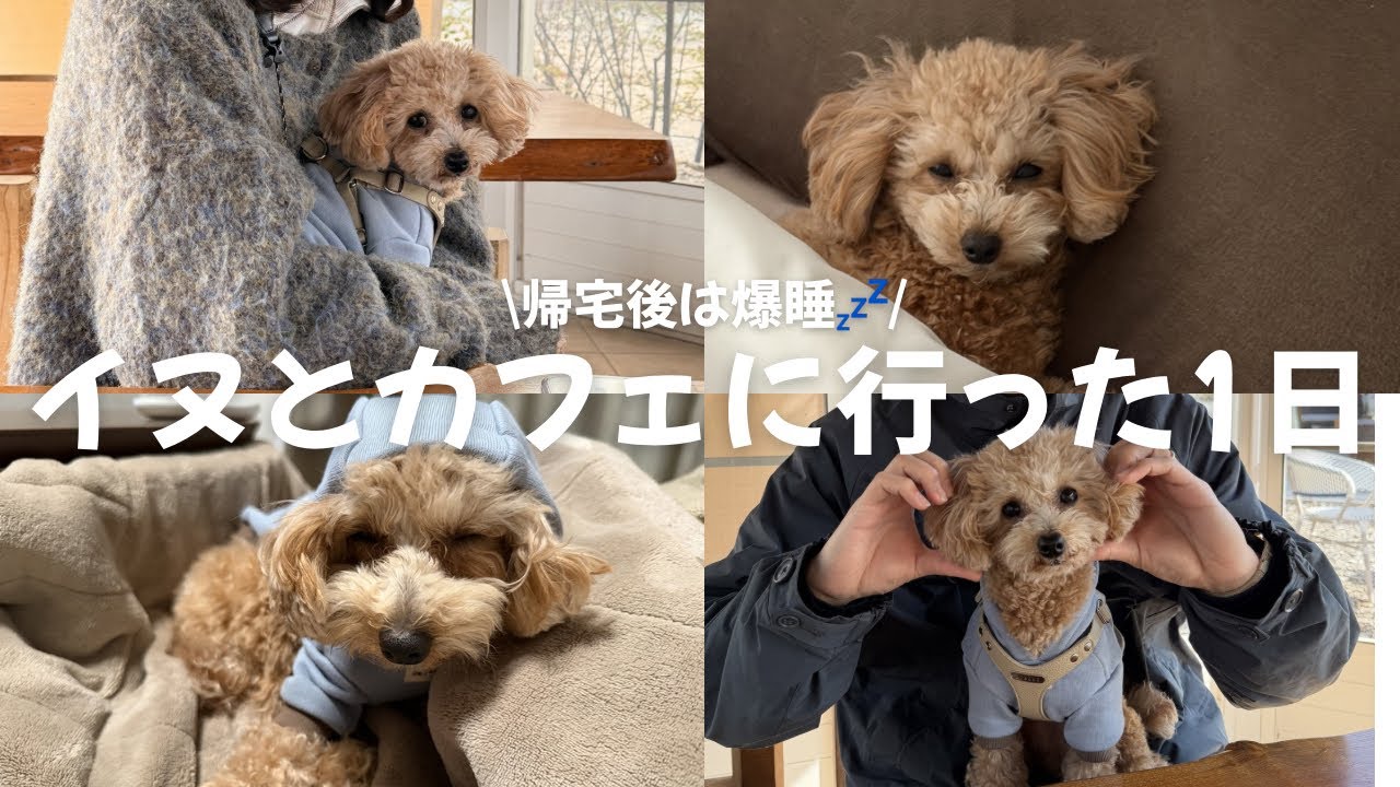イヌとカフェに行った1日 | 帰宅後はずっと寝てました🐶💤