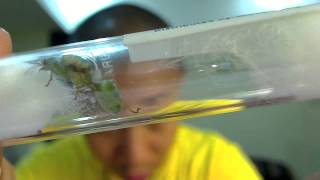 An Oecophylla smaragdina dealate. It's rainy season here in Manila,...
