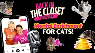 How To Enrich Your Cat At Home | Back In The Closet with Two Crazy Cat Ladies