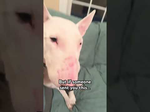 Don’t look behind you #scary #horror #memes #englishbullterrier #funny #wtf