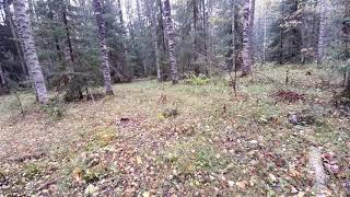 Осенний лес. Пятиминутное видео со звуками осеннего леса. | Аutumn forest