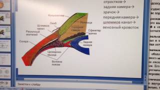 Оболочки глазного яблока: фиброзная и сосудистая.