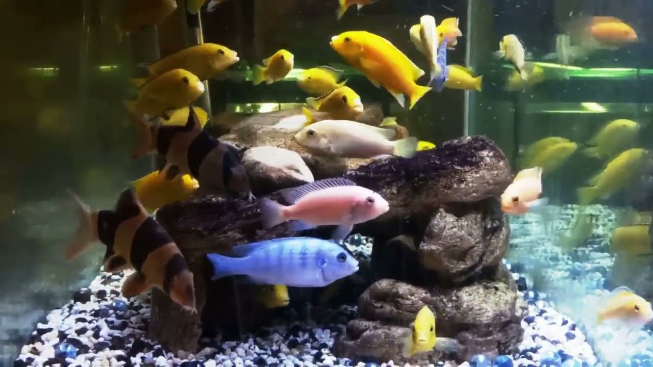 Two Clown Loaches African Mbuna Cichlids 75 Gallon Tank