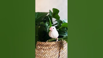 nice and beautiful white java finch at home,  #birdsounds #nature #birds #birdsounds #finches