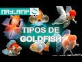 TIPOS DE GOLDFISH - Todas las variedades que existen.