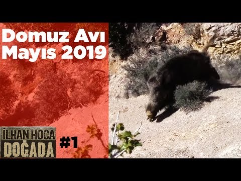 Domuz Avı Mayıs 2019 - 1 ilhan Hoca Doğada - Wildboar Hunting Turkey - Yaban Tv