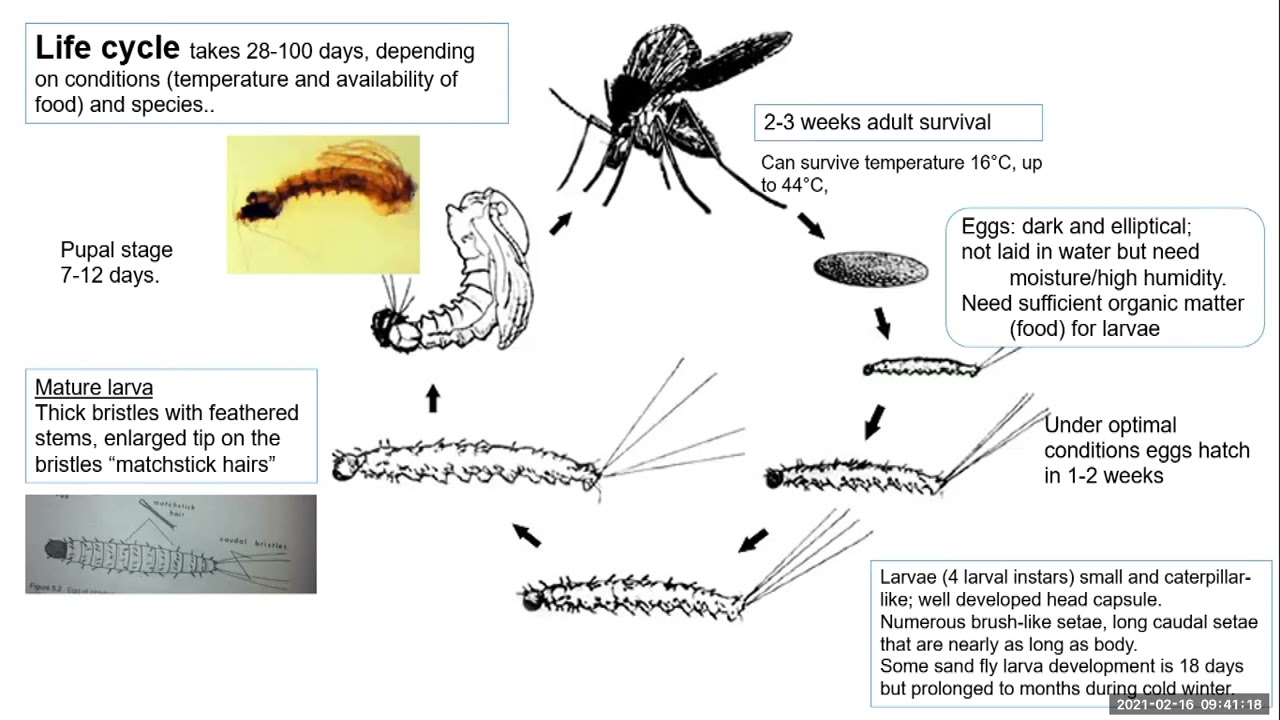 Leishmaniasis Life Cycle Diagram