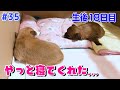 【生後18日目夜】夜中に元気にあそんでた子犬が眠るまで…