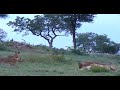 Lions playing around, strengthening social bonds. Note the Impala alarm calling in back ground.