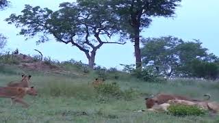 Lions playing around, strengthening social bonds. Note the Impala alarm calling in back ground.