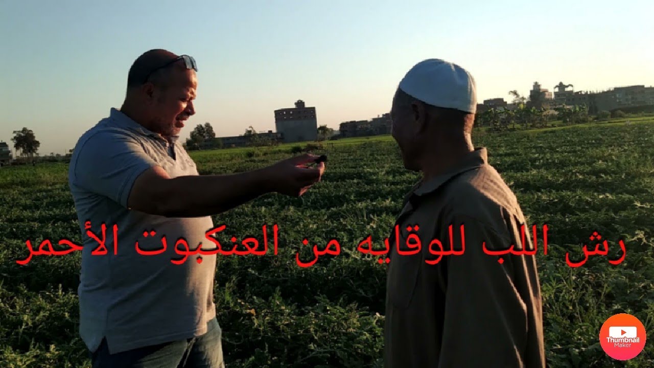 اللب السوبر في مرحلة التكوير عمر 62 ورشة من العنكبوت الاحمر ورش الكالسيوم