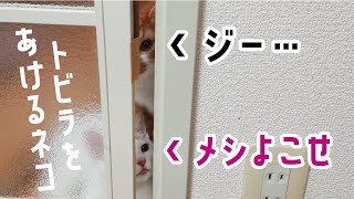 自分でドアを開ける賢い猫…対策をしました┃A smart cat that can open the door.