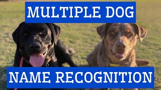 Fun name recognition lesson with two dogs ￼ by Jason Harris Dog Training 314 views 8 months ago 10 minutes, 8 seconds