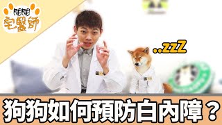 【柴犬抖宅大人】問問宅醫師EP13-狗狗如何預防白內障？