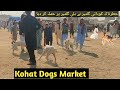  kohati gultair par attack kar dia  kohat dogs market  pk animals vlog