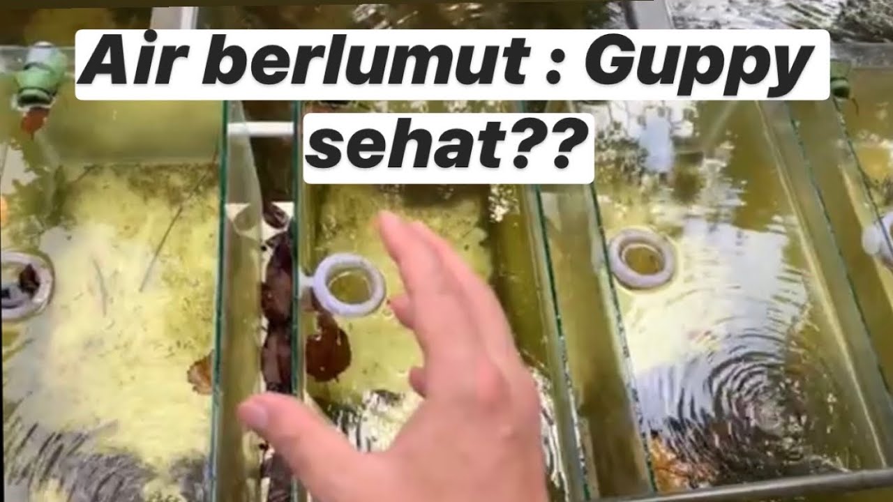 Kondisi air terbaik untuk ikan guppy