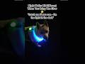 #neonpomsky #glowmode #dogs #dogs #pomeranian #pomsky #pomskydog #nightwalks #fypシ #night #neon