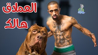 عملاق سلالة البيتبول ، اضخم واغرب كلب بيتبول في العالم !