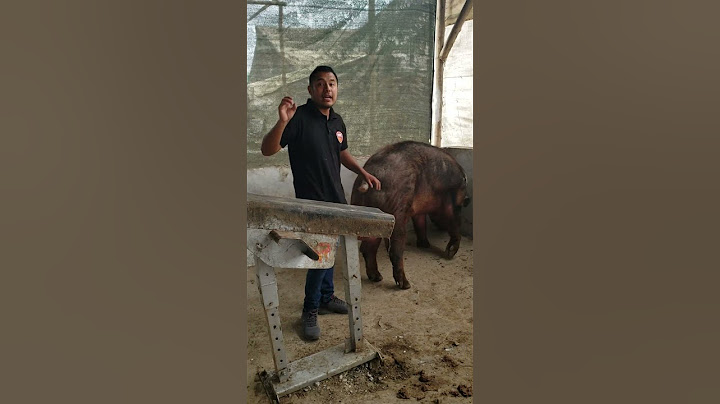 3 VENTAJAS DE LA RAZA DUROC 🐷✅