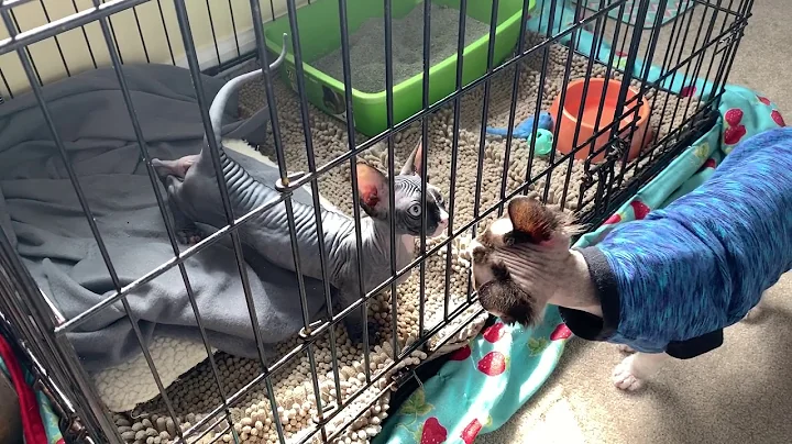 Watch the video about Sphynx Cat Introductions!