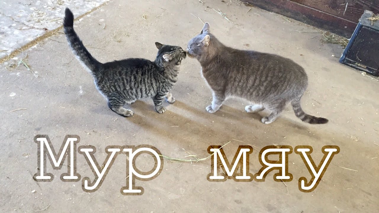 Песни мяу мур мур. Мур кошка. Котик мяу. Мур мяу Мур мяу. Котик Мур Мур.