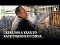 The Chinese man who spends US$85,500 a year raising racing pigeons