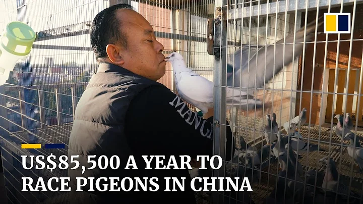 The Chinese man who spends US$85,500 a year raising racing pigeons - DayDayNews