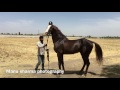 Marwari stallion prabhat