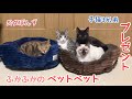 ペットベットを我が家の猫にプレゼントしてみたら、すぐにくつろぎだす！