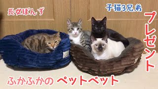 ペットベットを我が家の猫にプレゼントしてみたら、すぐにくつろぎだす！