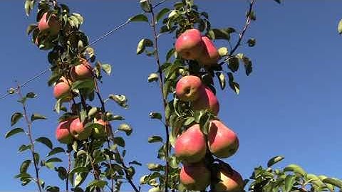Brief introduction to post harvest storage management Blush Pears