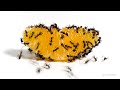 Ants Eating Tangerine And Feeding Each Other - AntTastic