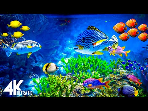 The Best 4k Aquarium For Relaxation Ii Relaxing Oceanscapes Sleep Meditation 4k Uhd Screensaver Youtube