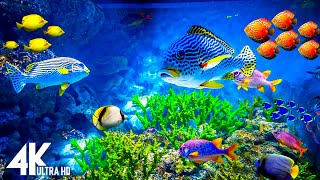 Лучший 4K аквариум для релаксации II 🐠 Расслабляющие морские пейзажи Медитация для сна 4K UHD