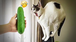 😛 Funniest 2024😻 Cats and 🥒 Cucumbers - Awesome Funny Pet Videos 🐶