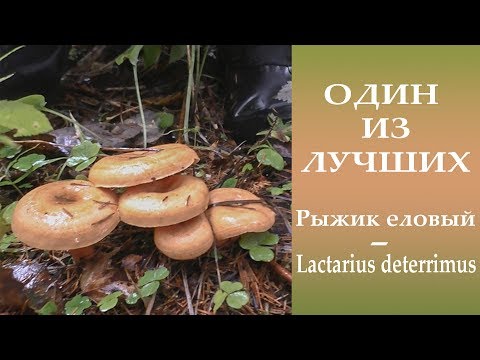 Один из лучших. Рыжик еловый - Lactarius deterrimus